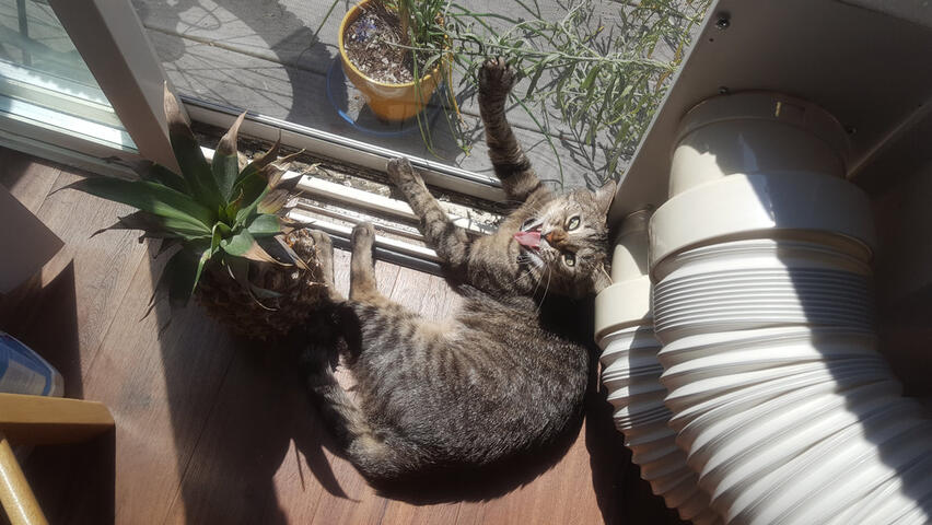 yawning with her eyes open (terrifying)